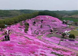 Chiêm ngưỡng cánh đồng hoa hồng rực phủ kín một ngọn đồi ở Nhật Bản